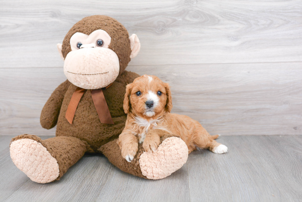 Best Cavapoo Baby