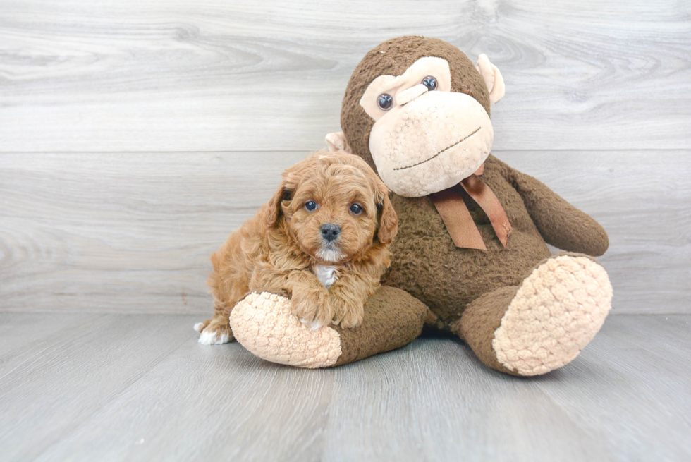 Best Cavapoo Baby