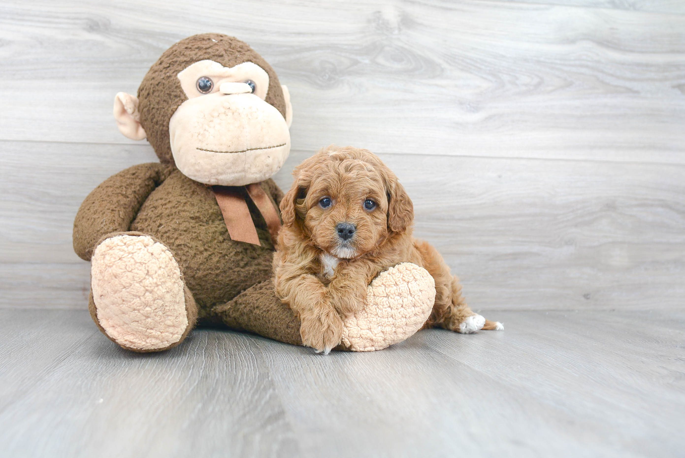 Best Cavapoo Baby
