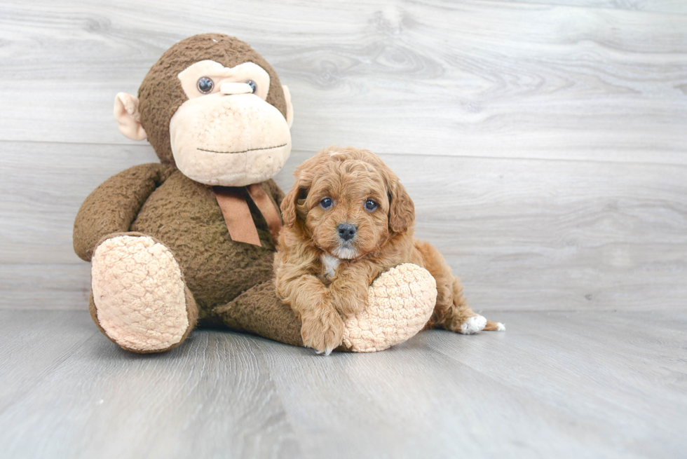 Best Cavapoo Baby