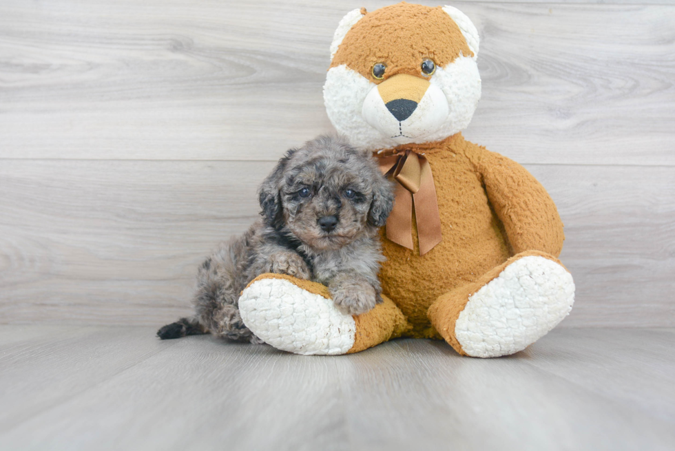 Little Cavoodle Poodle Mix Puppy