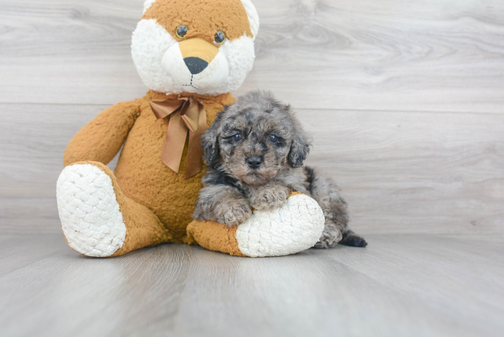 Best Cavapoo Baby