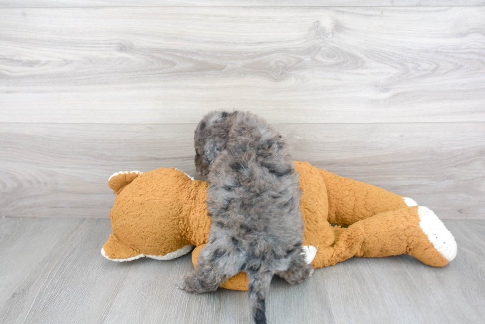 Cavapoo Puppy for Adoption