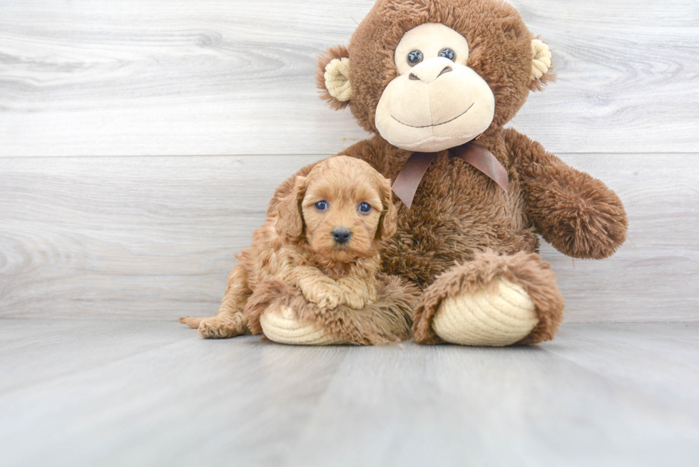 Cavapoo Puppy for Adoption