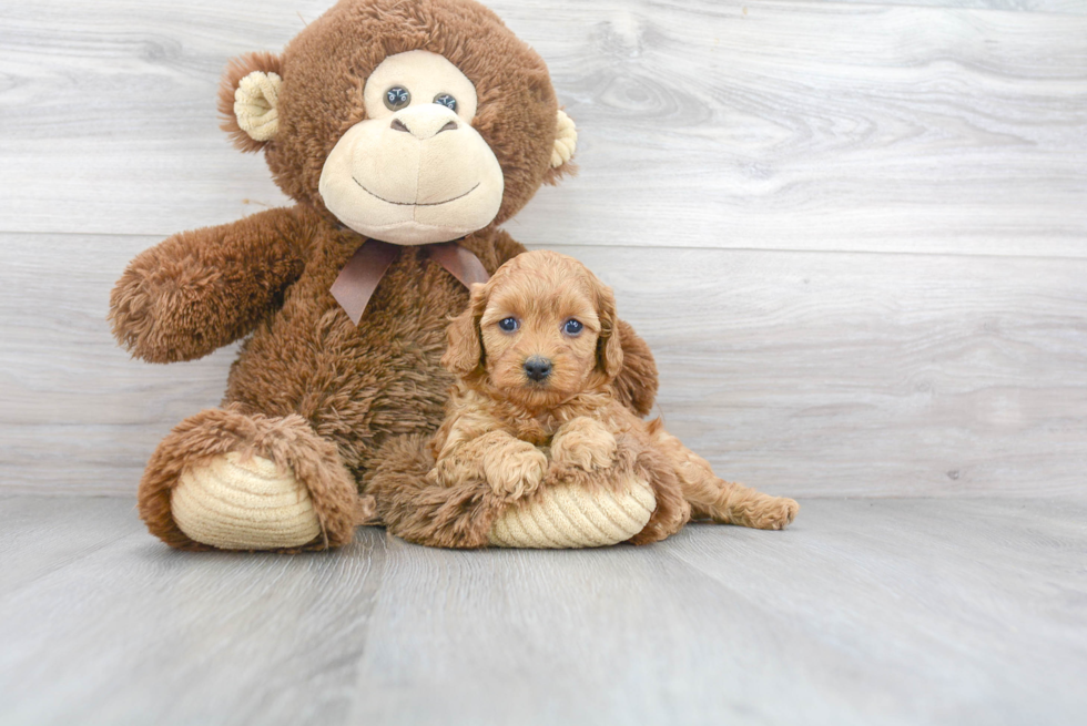 Cavapoo Puppy for Adoption