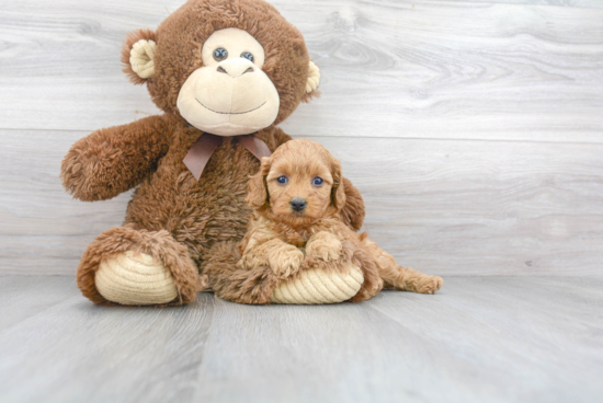 Cavapoo Puppy for Adoption