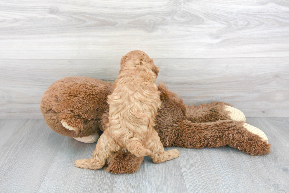 Popular Cavapoo Poodle Mix Pup