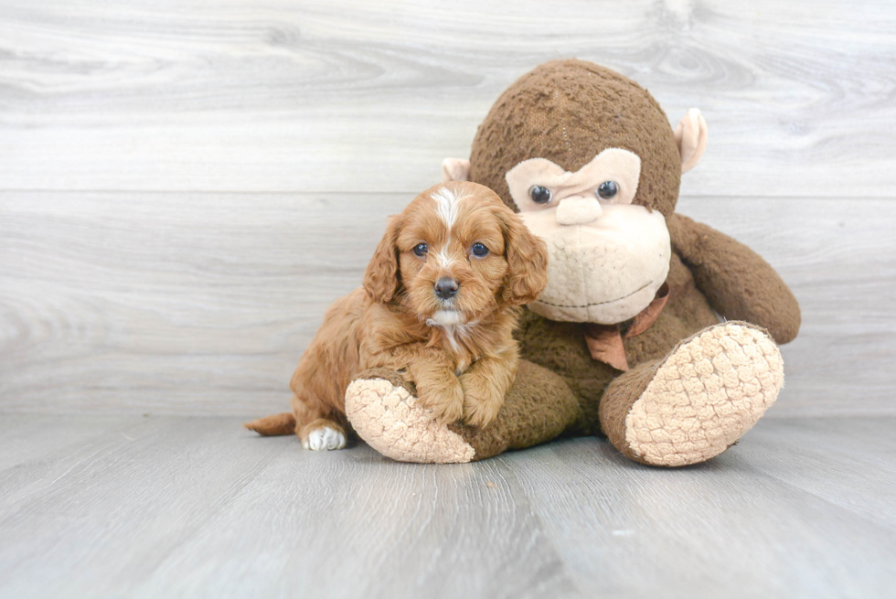 Cavapoo Puppy for Adoption