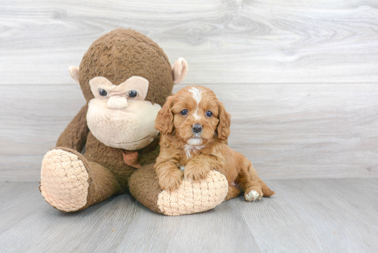 Best Cavapoo Baby