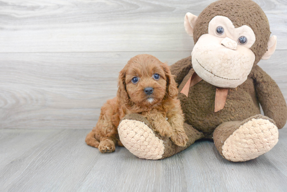 Cavapoo Pup Being Cute