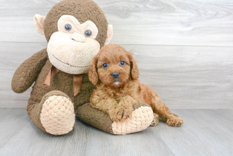 Hypoallergenic Cavoodle Poodle Mix Puppy