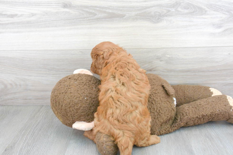 Cavapoo Puppy for Adoption