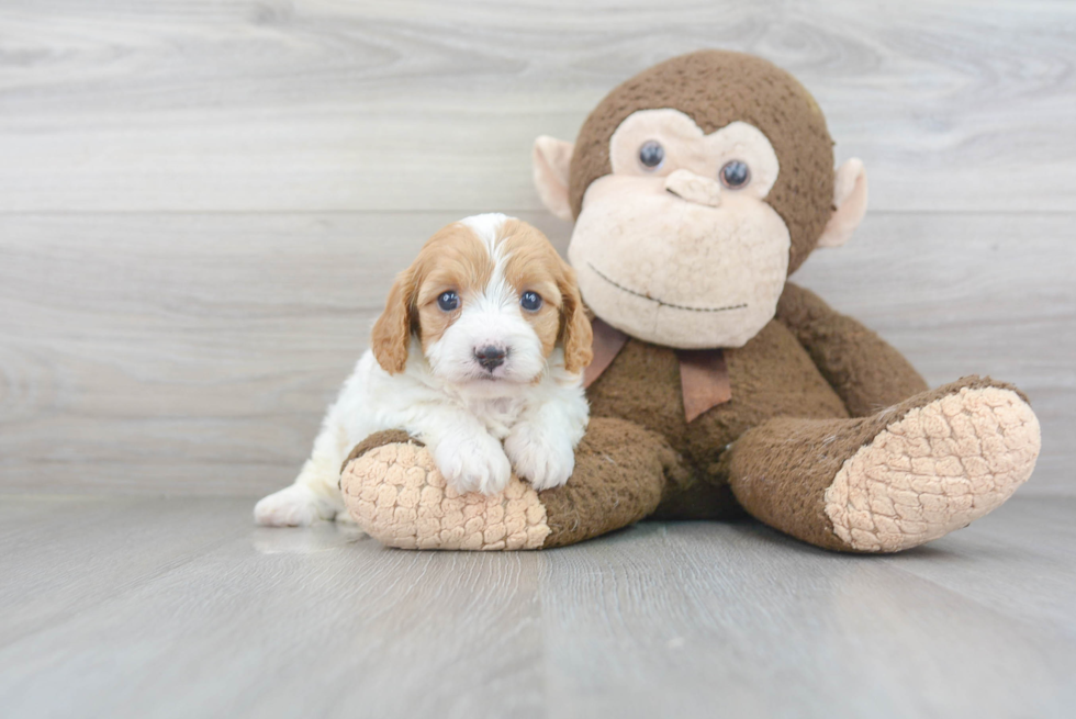 Petite Cavapoo Poodle Mix Pup