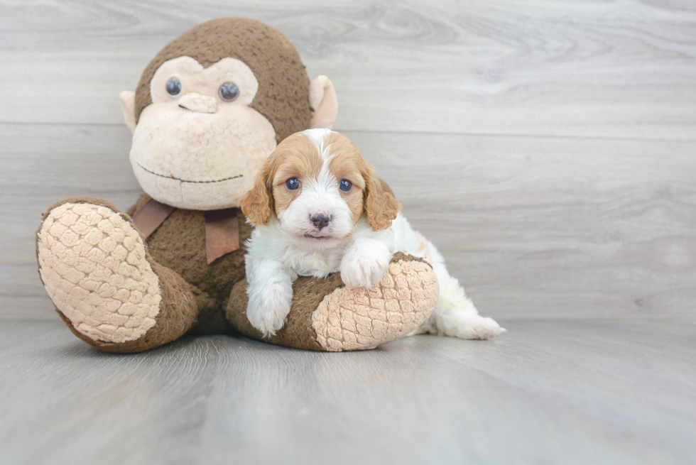 Cavapoo Pup Being Cute