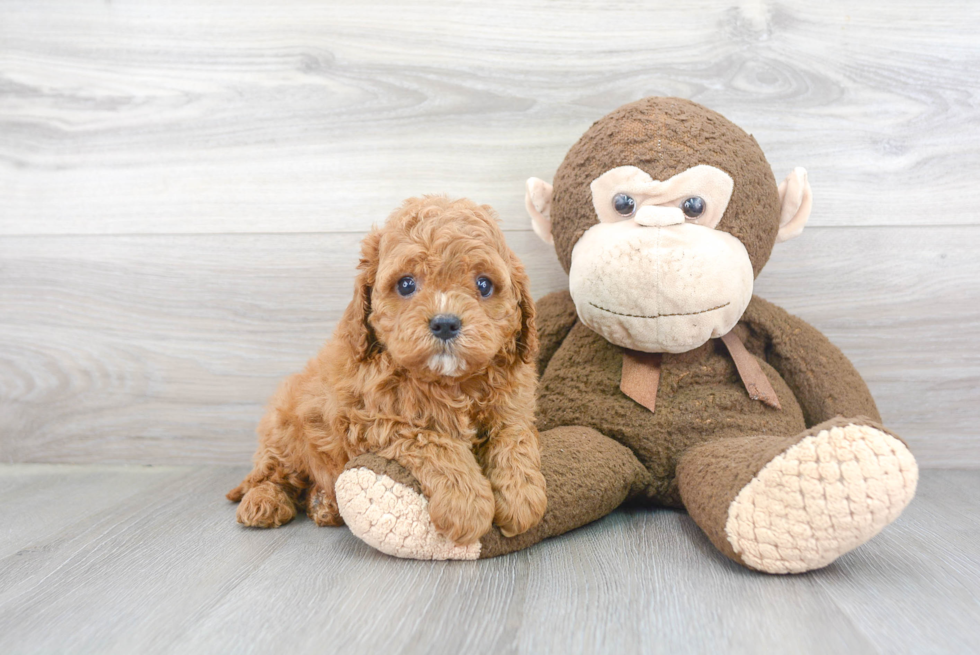 Fluffy Cavapoo Poodle Mix Pup