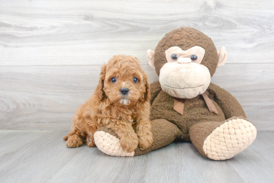 Fluffy Cavapoo Poodle Mix Pup