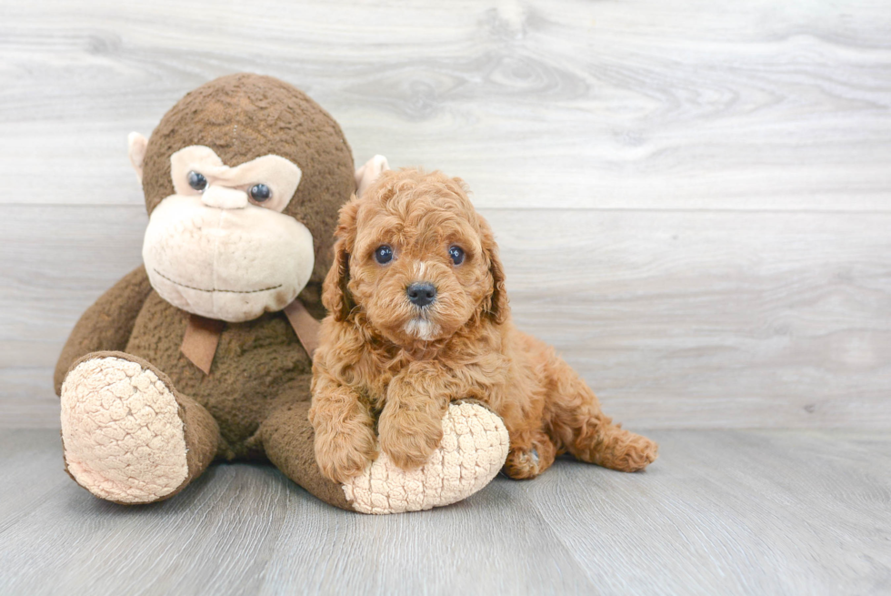 Adorable Cavoodle Poodle Mix Puppy