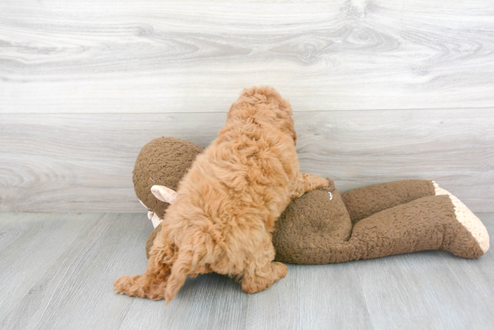 Happy Cavapoo Baby