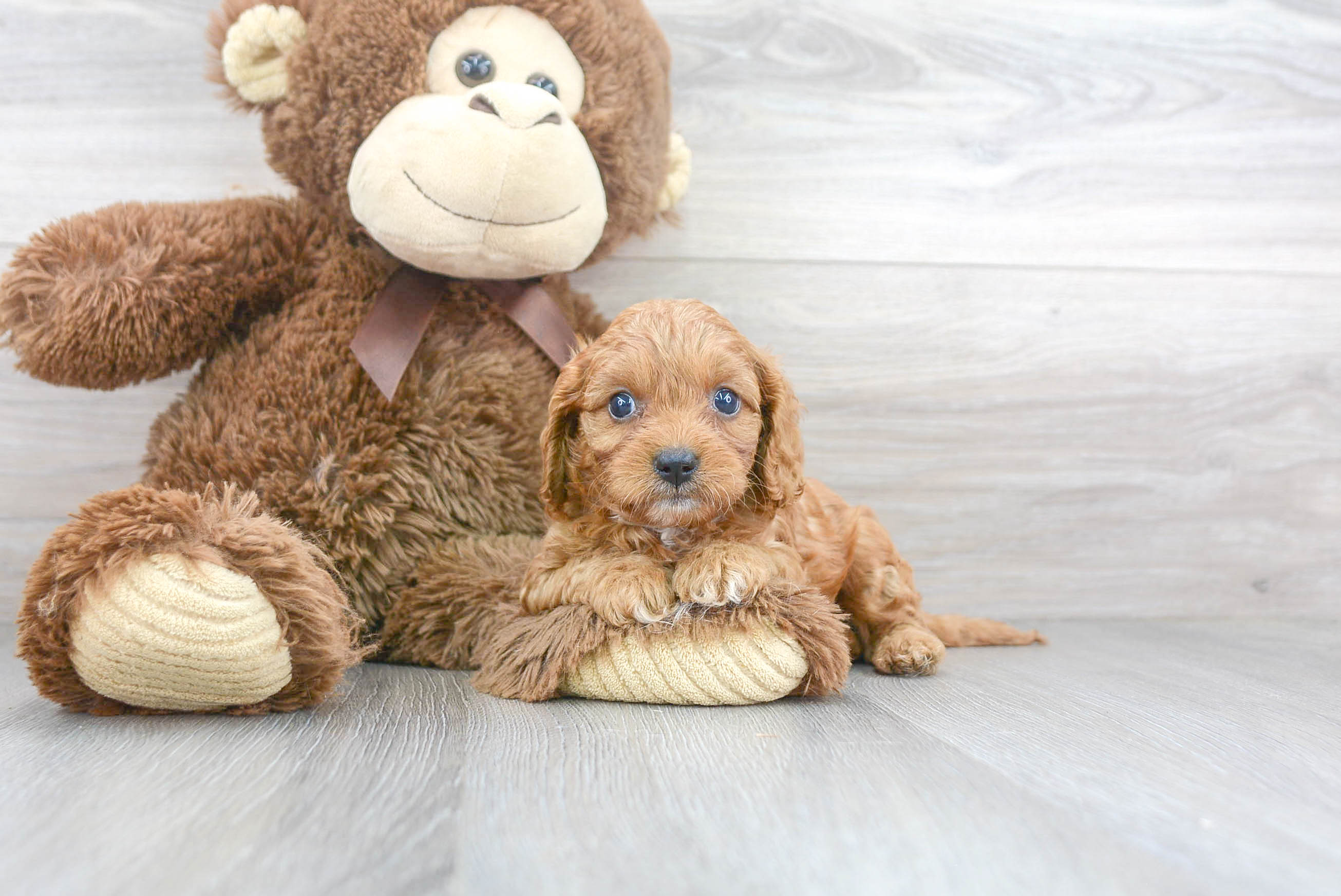 Best Cavapoo Baby