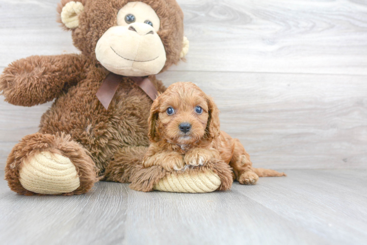 Best Cavapoo Baby