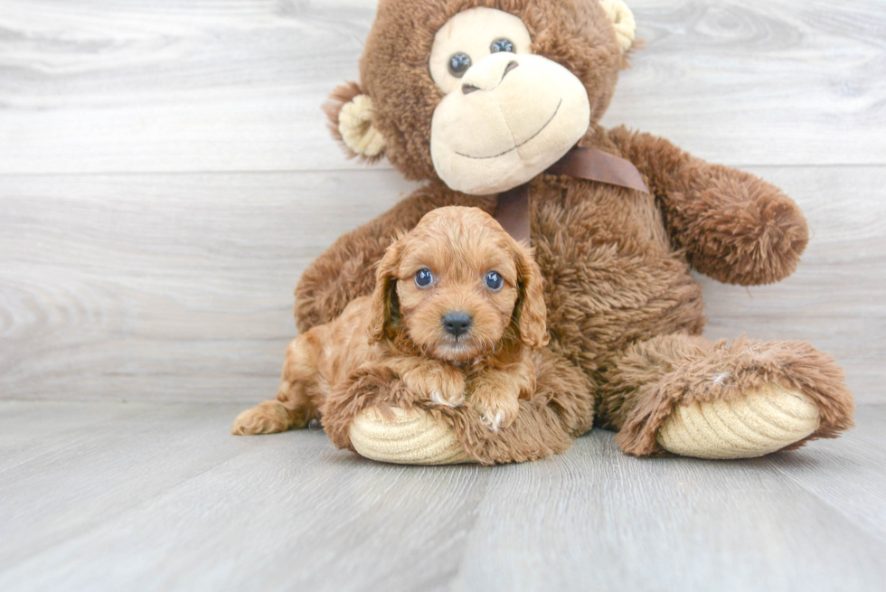 Cute Cavapoo Baby