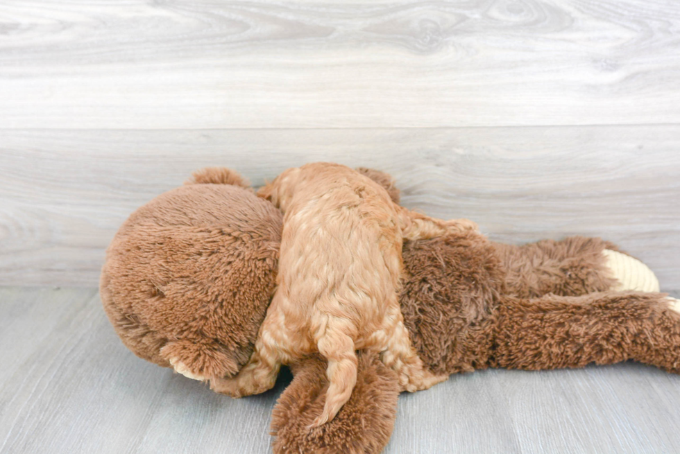 Playful Cavoodle Poodle Mix Puppy