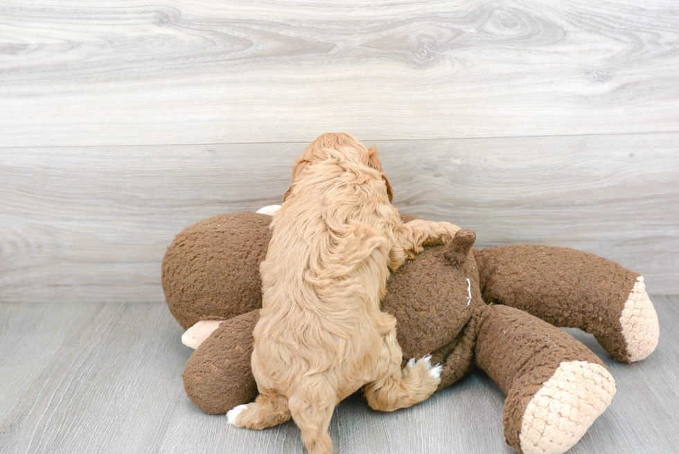 Best Cavapoo Baby