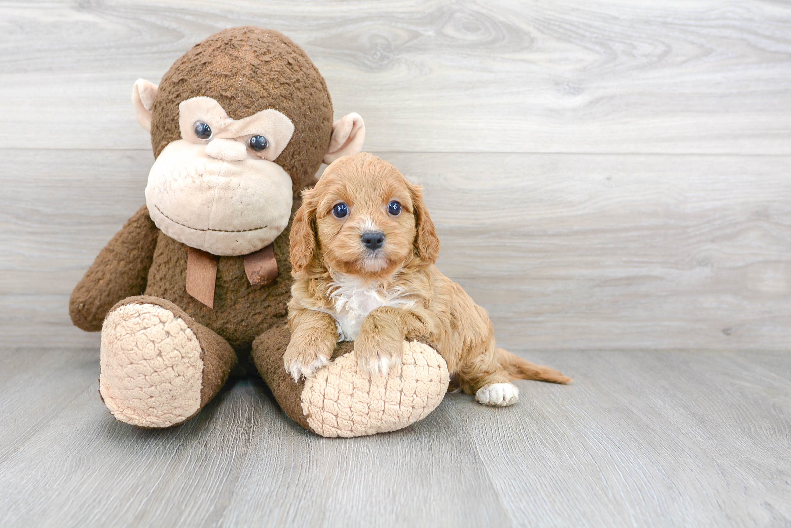 Funny Cavapoo Poodle Mix Pup