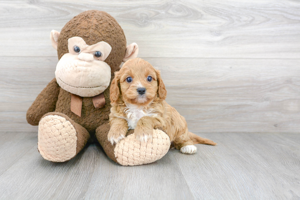 Funny Cavapoo Poodle Mix Pup