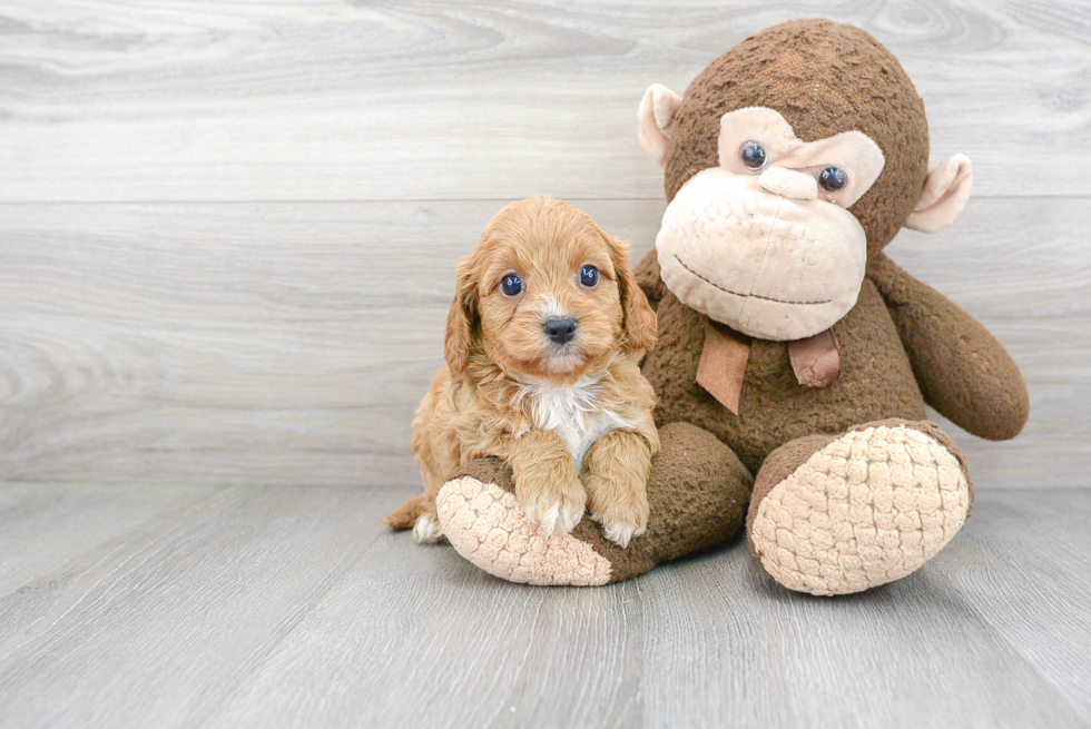 Cute Cavapoo Baby