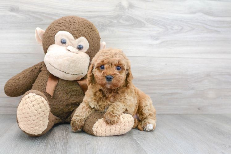 Cavapoo Puppy for Adoption