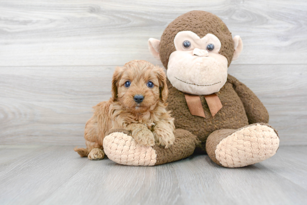 Best Cavapoo Baby