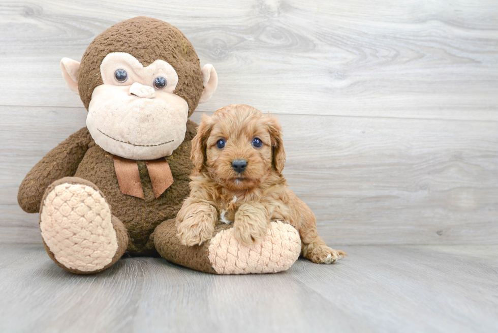 Best Cavapoo Baby