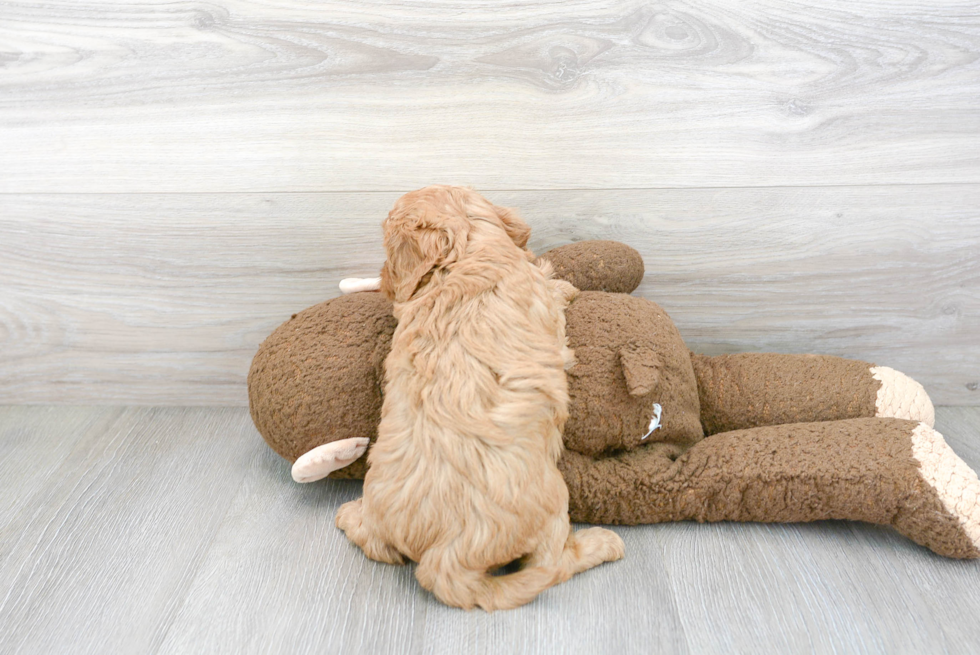 Popular Cavapoo Poodle Mix Pup