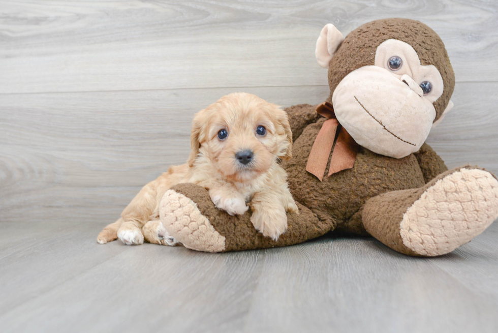 Cavapoo Puppy for Adoption