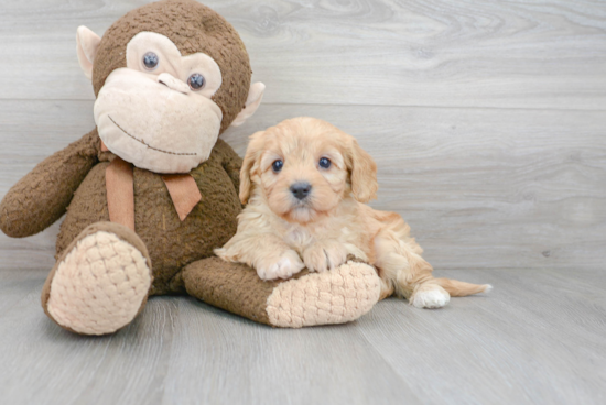 Friendly Cavapoo Baby