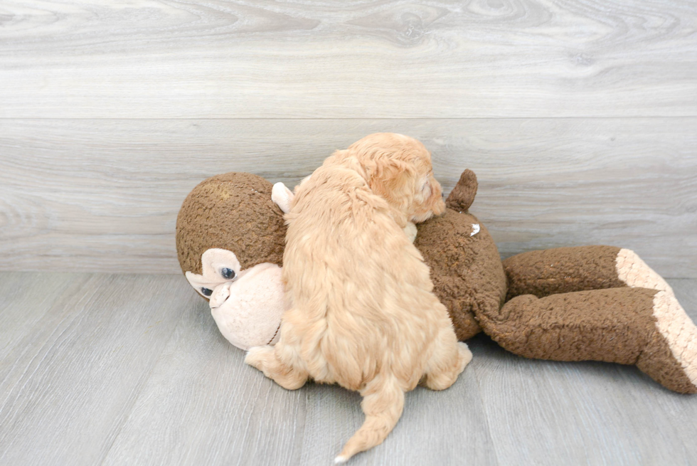 Energetic Cavoodle Poodle Mix Puppy