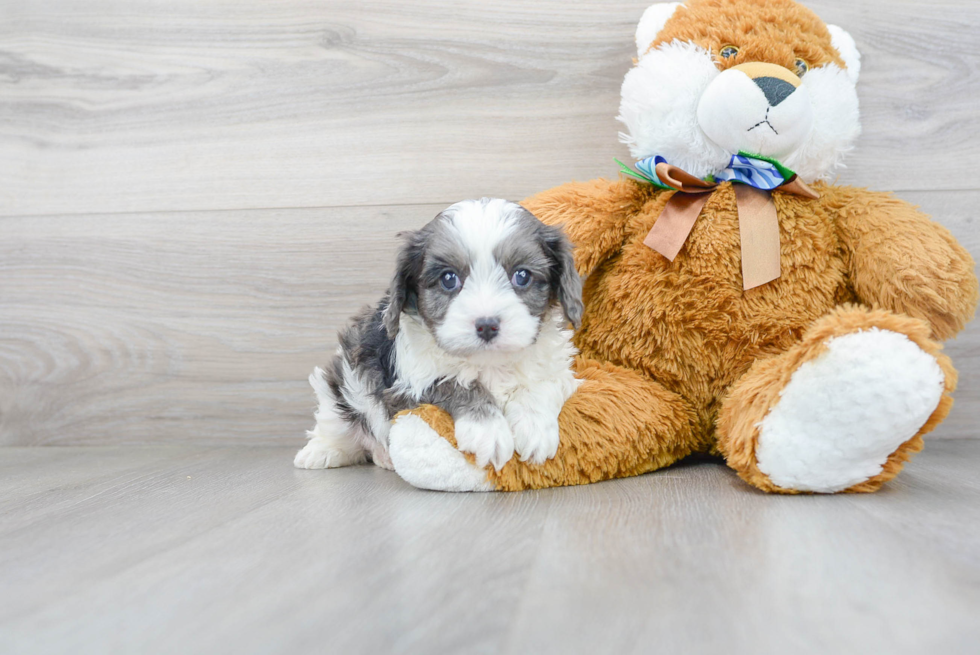 Hypoallergenic Cavoodle Poodle Mix Puppy