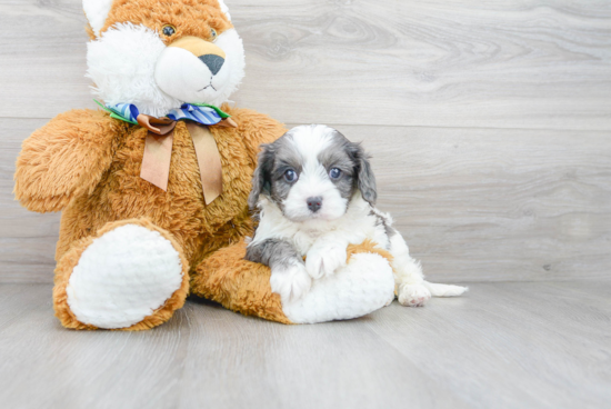 Best Cavapoo Baby