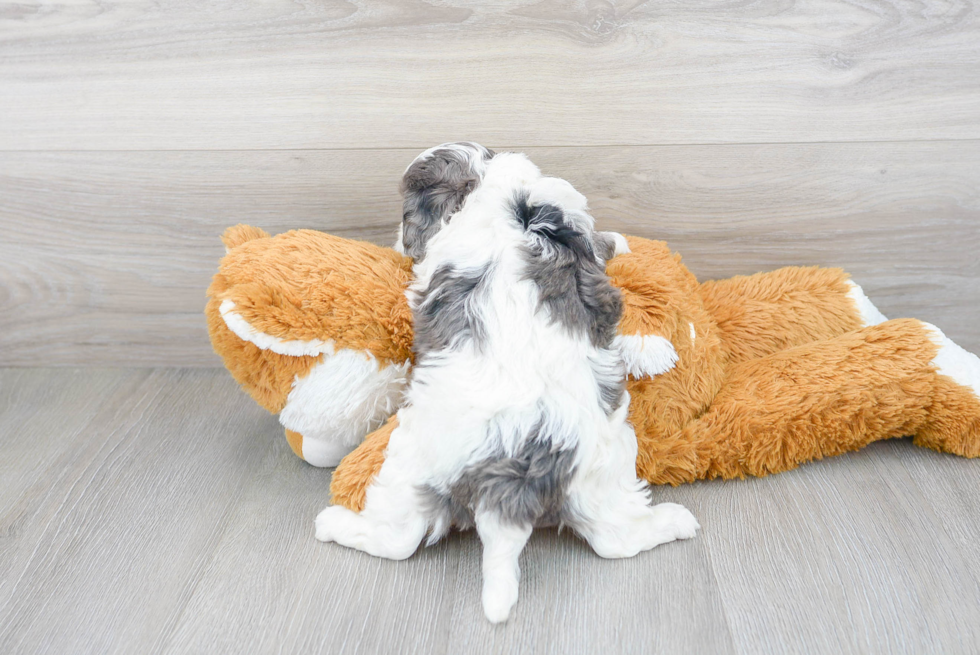 Cavapoo Pup Being Cute