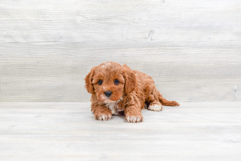 Cavapoo Pup Being Cute