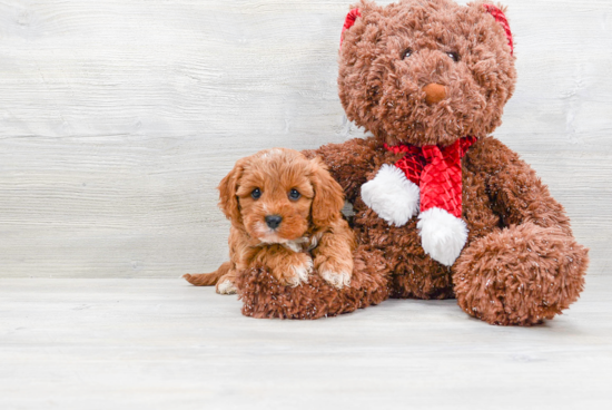 Sweet Cavapoo Baby