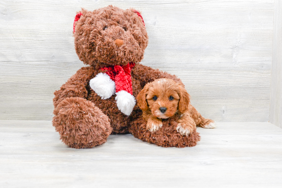 Cavapoo Pup Being Cute