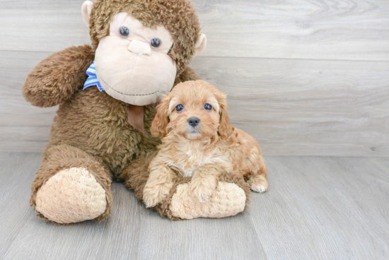 Little Cavoodle Poodle Mix Puppy