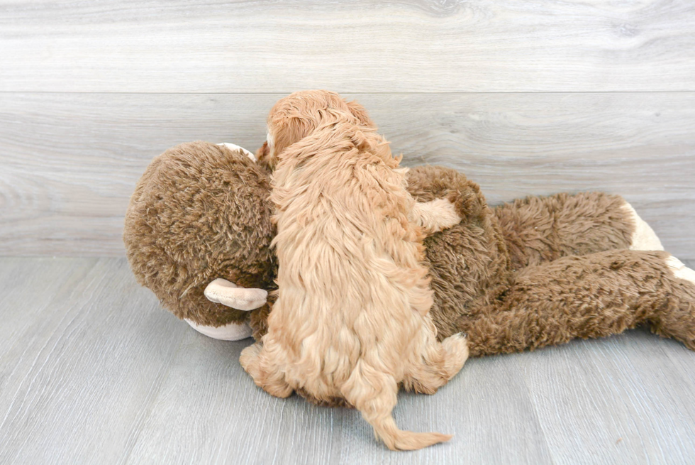 Popular Cavapoo Poodle Mix Pup