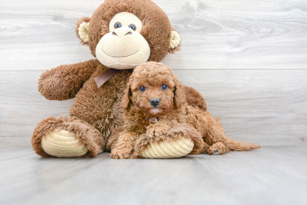 Funny Cavapoo Poodle Mix Pup