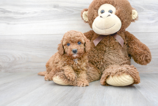 Best Cavapoo Baby