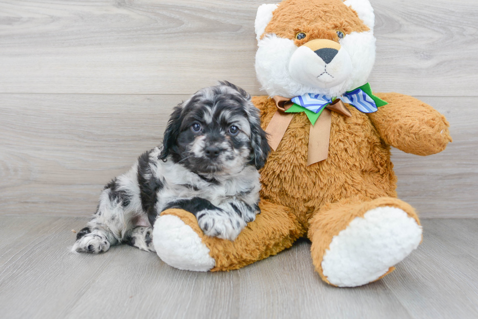 Cavapoo Puppy for Adoption