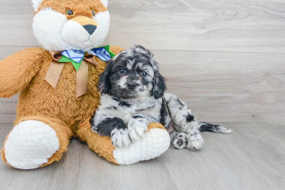 Sweet Cavapoo Baby