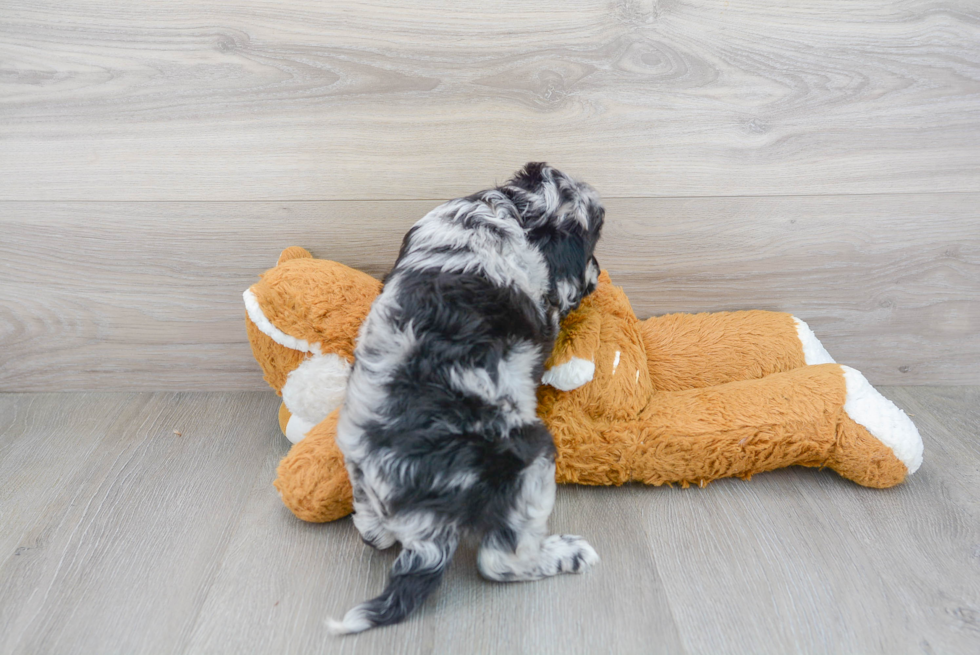 Best Cavapoo Baby